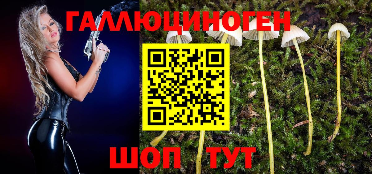 Псилоцибиновые грибы Psilocybine cubensis Сыктывкар